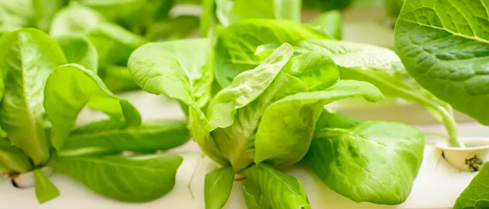 Sallad genom hydroponisk odling